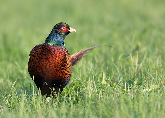 Pheasant Phasianus colchicus