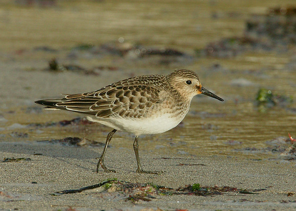 Bairds Sandpiper Calidris bairdii