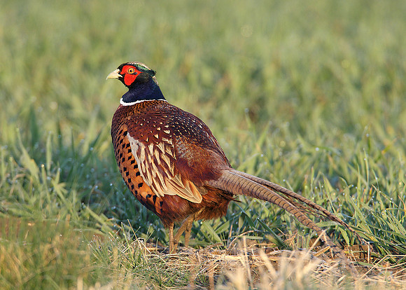 Pheasant Phasianus colchicus