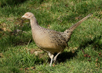 Pheasant Phasianus colchicus