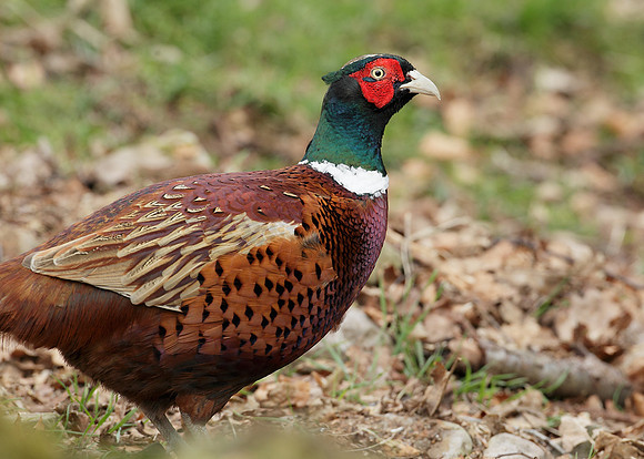 Pheasant Phasianus colchicus