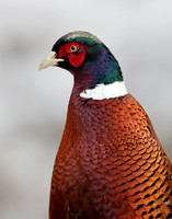 Pheasant Phasianus colchicus