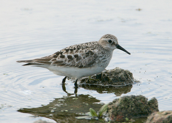 Bairds Sandpiper Calidris bairdii