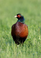 Pheasant Phasianus colchicus