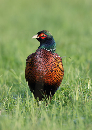 Pheasant Phasianus colchicus