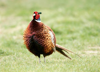 Pheasant Phasianus colchicus