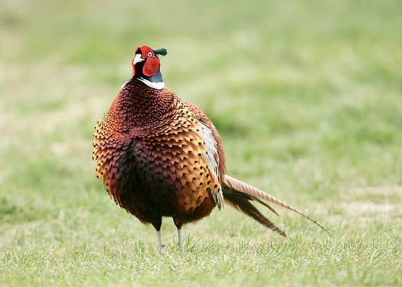 Pheasant Phasianus colchicus