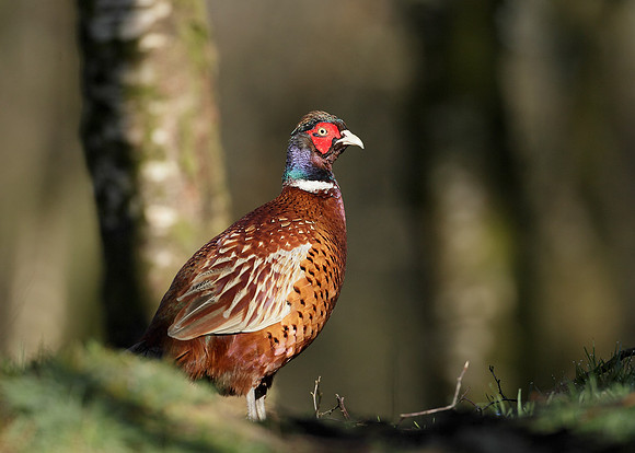 Pheasant Phasianus colchicus