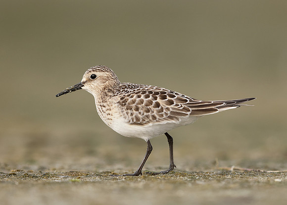 Baird's Sandpiper Calidris bairdii