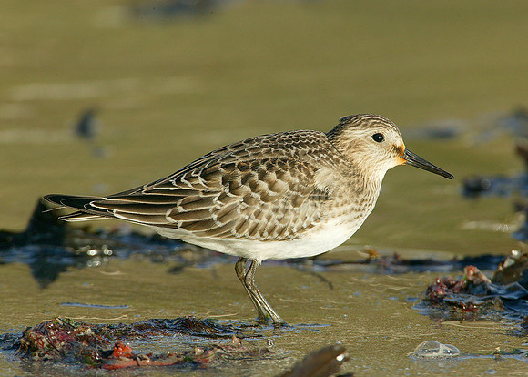 Bairds Sandpiper Calidris bairdii