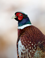 Pheasant Phasianus colchicus