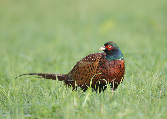 Pheasant Phasianus colchicus