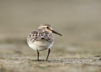 Baird's Sandpiper Calidris bairdii
