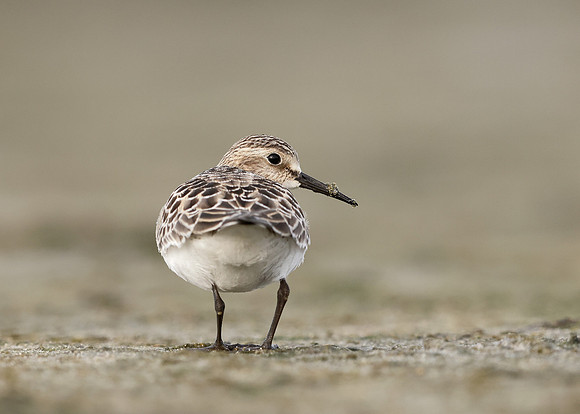 Baird's Sandpiper Calidris bairdii