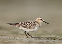 Baird's Sandpiper Calidris bairdii