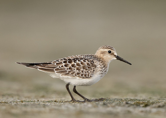 Baird's Sandpiper Calidris bairdii
