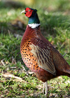Pheasant Phasianus colchicus