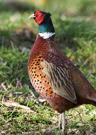 Pheasant Phasianus colchicus