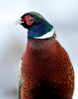 Pheasant Phasianus colchicus