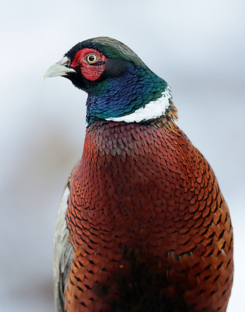 Pheasant Phasianus colchicus