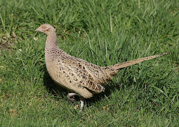 Pheasant Phasianus colchicus