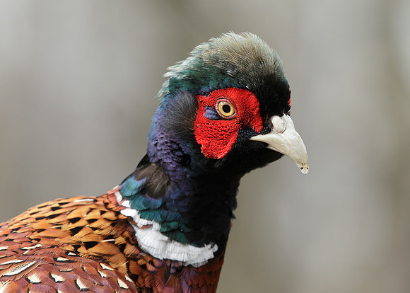 Pheasant Phasianus colchicus