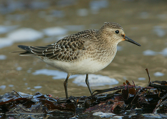 Bairds Sandpiper Calidris bairdii