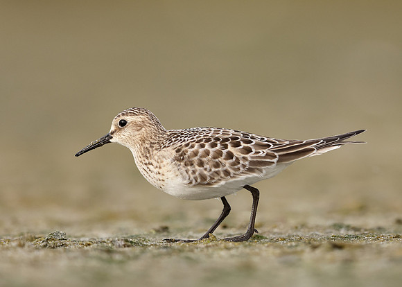 Baird's Sandpiper Calidris bairdii