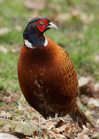 Pheasant Phasianus colchicus
