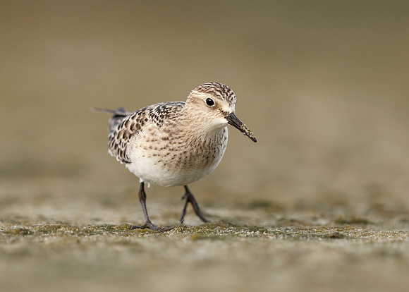 Baird's Sandpiper Calidris bairdii