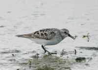 Bairds Sandpiper Calidris bairdii