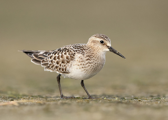 Baird's Sandpiper Calidris bairdii