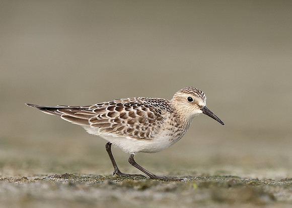 Baird's Sandpiper Calidris bairdii