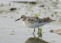 Bairds Sandpiper Calidris bairdii