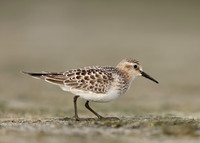 Baird's Sandpiper Calidris bairdii