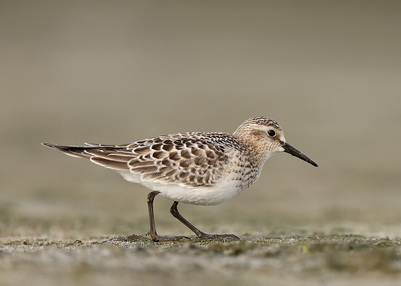 Baird's Sandpiper Calidris bairdii
