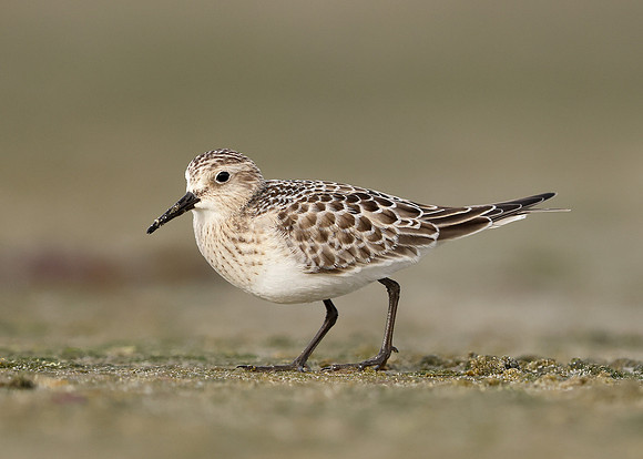 Baird's Sandpiper Calidris bairdii
