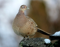 Pheasant Phasianus colchicus