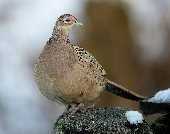 Pheasant Phasianus colchicus