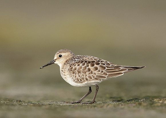 Baird's Sandpiper Calidris bairdii
