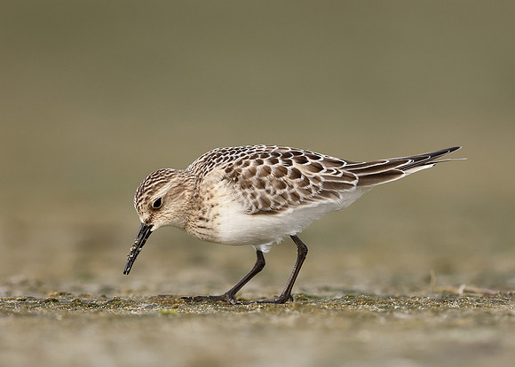 Baird's Sandpiper Calidris bairdii