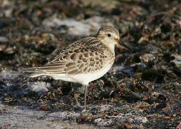 Bairds Sandpiper Calidris bairdii