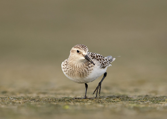 Baird's Sandpiper Calidris bairdii
