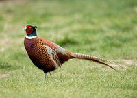 Pheasant Phasianus colchicus