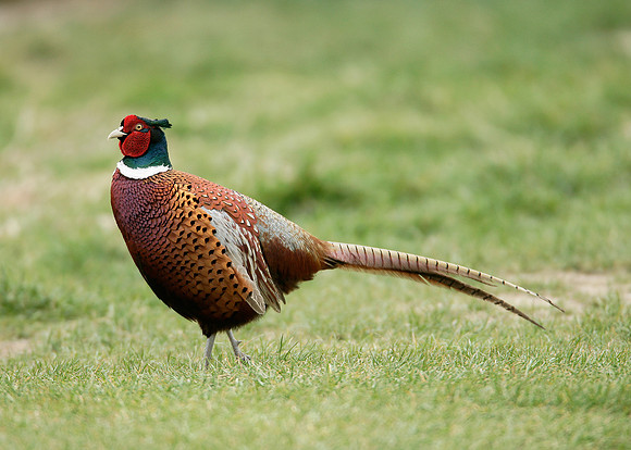 Pheasant Phasianus colchicus