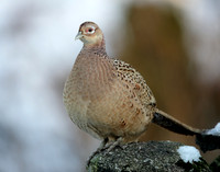 Pheasant Phasianus colchicus