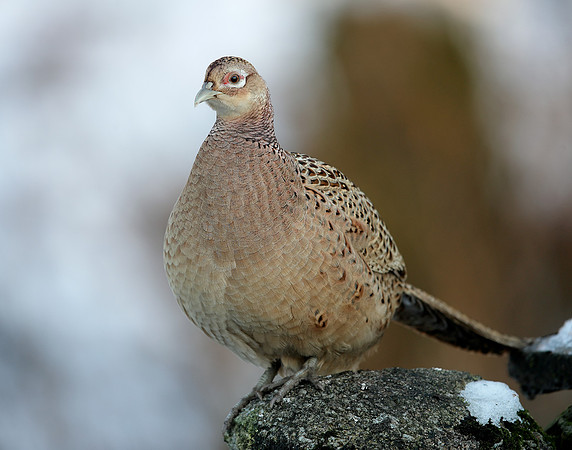 Pheasant Phasianus colchicus