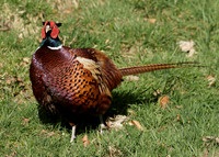 Pheasant Phasianus colchicus