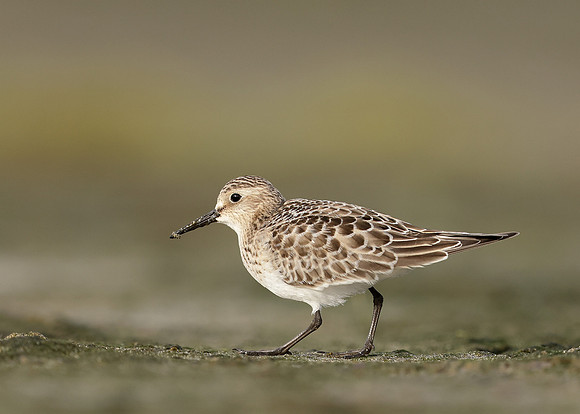 Baird's Sandpiper Calidris bairdii
