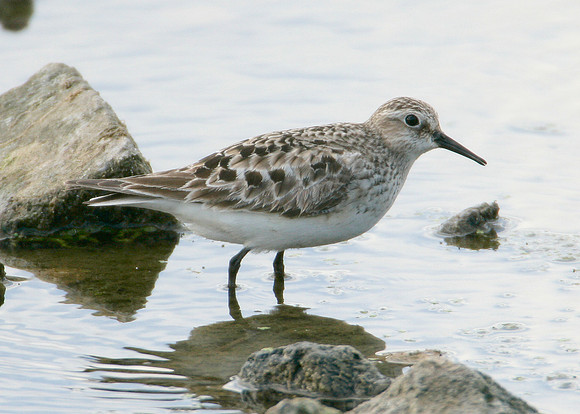 Bairds Sandpiper Calidris bairdii